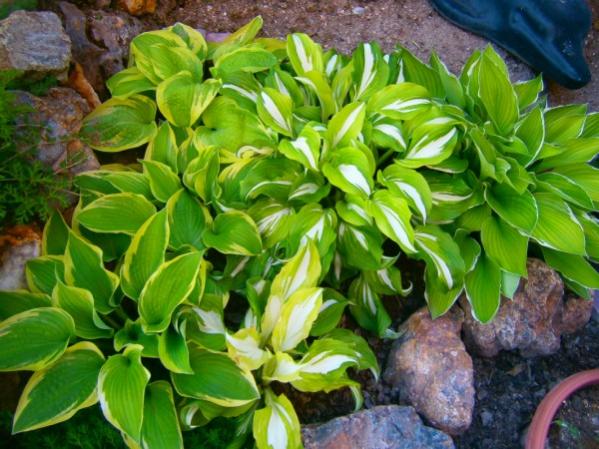 Name:  hosta.jpg
Views: 772
Size:  57.3 KB