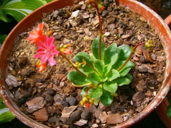Name:  lewisia.jpg
Views: 1291
Size:  63.5 KB