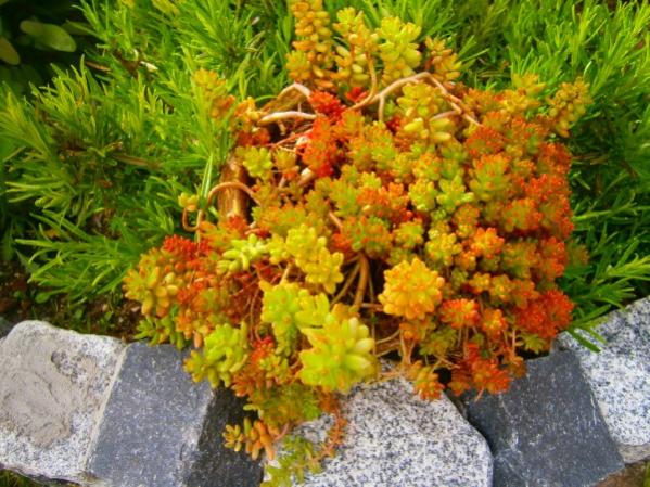 Name:  sedumrubrotinctum.jpg
Views: 836
Size:  66.3 KB