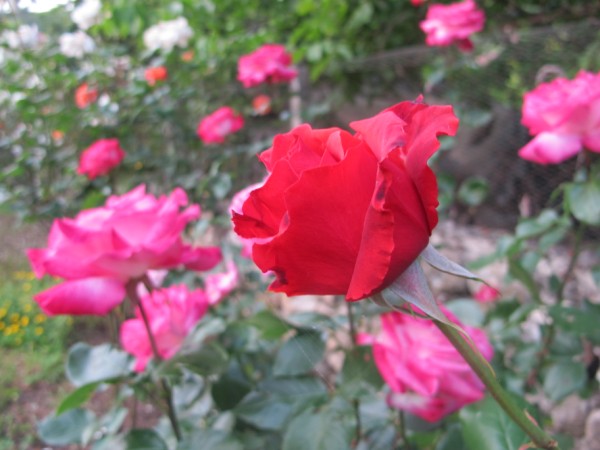 Name:  IMG_4540 (600 x 450).jpg
Views: 694
Size:  60.3 KB