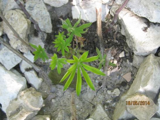 Name:  lupin.jpg
Views: 888
Size:  41.5 KB
