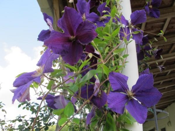 Name:  IMG_4551 (600 x 450).jpg
Views: 678
Size:  44.1 KB