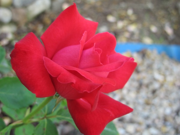 Name:  IMG_4565 (600 x 450).jpg
Views: 632
Size:  43.3 KB