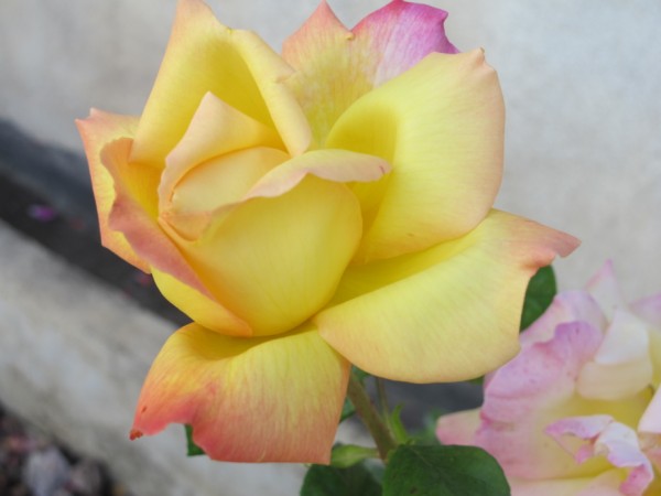 Name:  IMG_4570 (600 x 450).jpg
Views: 666
Size:  38.9 KB