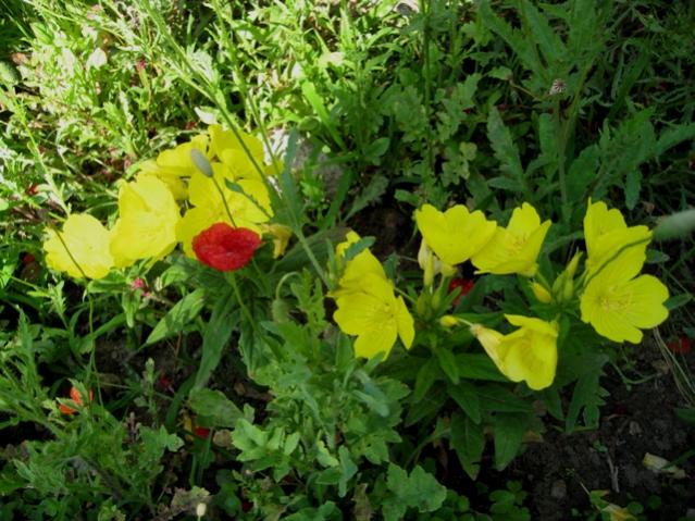 Name:  IMG_5530.jpg
Views: 406
Size:  65.6 KB
