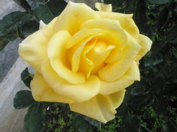 Name:  PA131143.jpg
Views: 1421
Size:  32.1 KB
