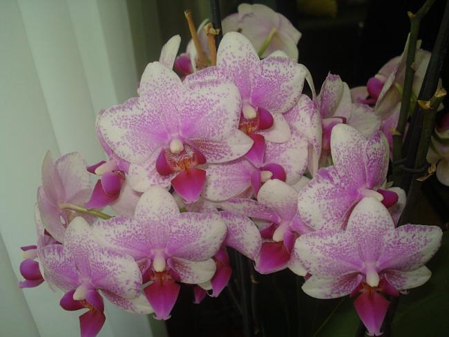 Name:  DSC06700.jpg
Views: 1020
Size:  41.3 KB