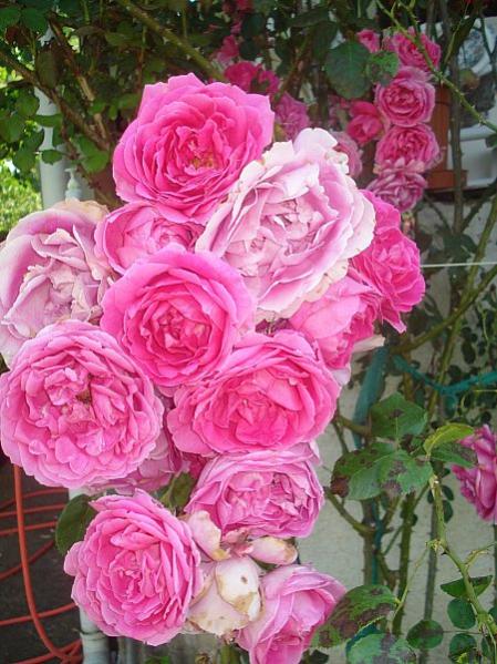 Name:  DSC06689.jpg
Views: 1051
Size:  61.5 KB