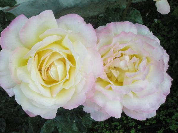 Name:  PA131141.jpg
Views: 1433
Size:  31.5 KB