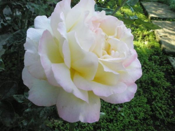 Name:  PA131149.jpg
Views: 1191
Size:  36.8 KB