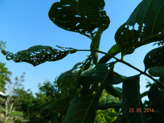 Name:  Resim 153.jpg
Views: 992
Size:  39.4 KB