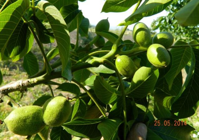 Name:  Resim 162.jpg
Views: 791
Size:  51.3 KB
