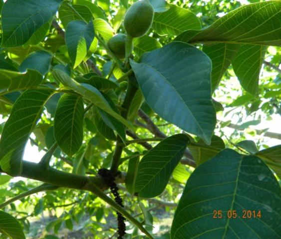 Name:  meyva ve iek.jpg
Views: 873
Size:  50.0 KB
