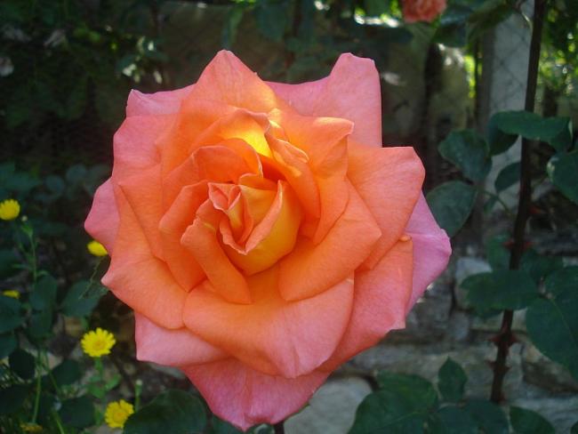 Name:  DSC06672.jpg
Views: 932
Size:  35.9 KB