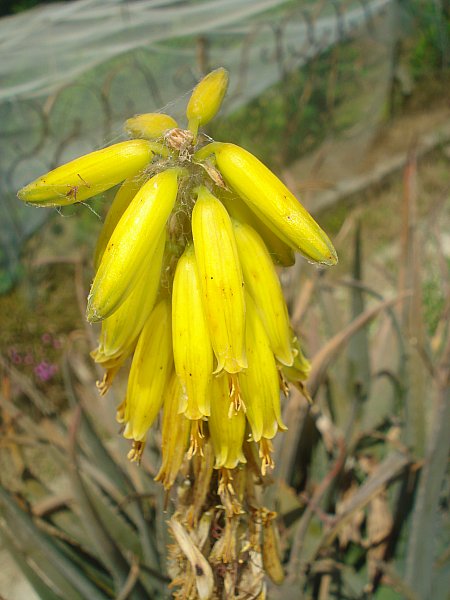 Name:  DSC06691.jpg
Views: 936
Size:  52.3 KB