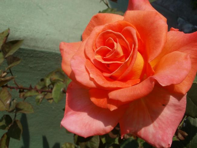 Name:  P5230736a.jpg
Views: 472
Size:  34.8 KB