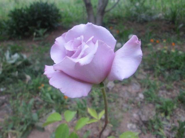Name:  IMG_4170.jpg
Views: 713
Size:  30.2 KB