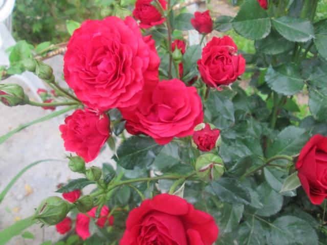 Name:  IMG_4169.jpg
Views: 770
Size:  46.2 KB