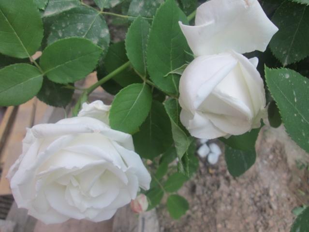 Name:  IMG_4165.jpg
Views: 696
Size:  31.5 KB