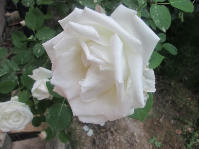 Name:  IMG_4164.jpg
Views: 714
Size:  32.7 KB