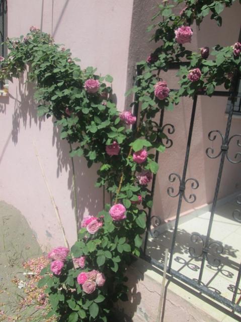 Name:  IMG_4048.jpg
Views: 634
Size:  51.8 KB