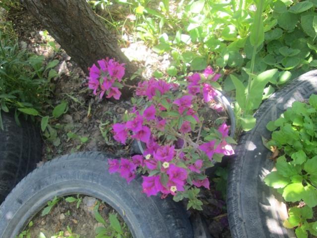 Name:  IMG_4040.jpg
Views: 648
Size:  58.3 KB
