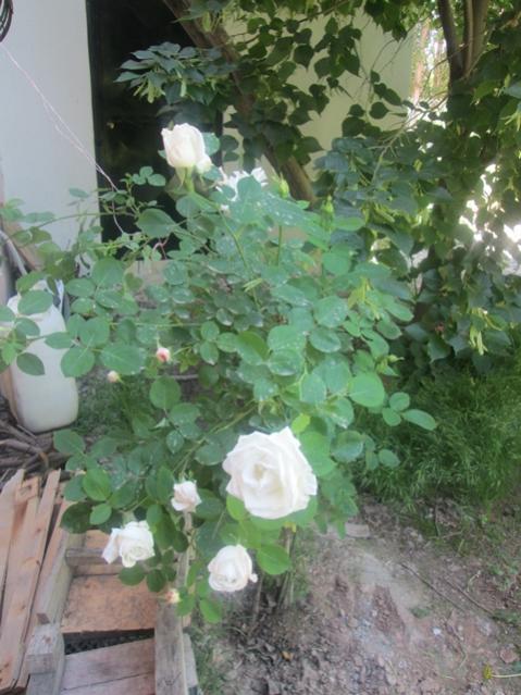 Name:  IMG_4043.jpg
Views: 596
Size:  53.7 KB