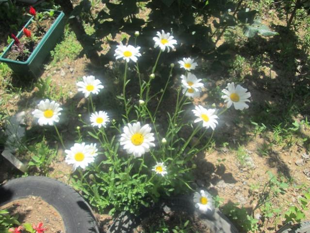 Name:  IMG_4036.jpg
Views: 618
Size:  66.3 KB