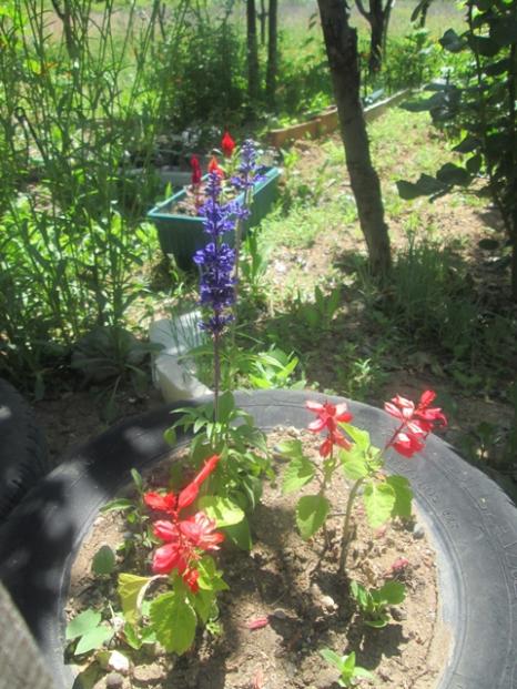 Name:  IMG_4037.jpg
Views: 617
Size:  64.3 KB
