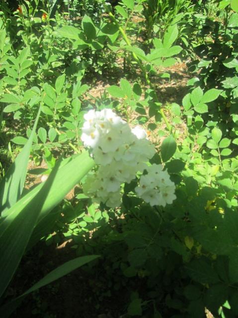 Name:  IMG_4038.jpg
Views: 621
Size:  59.4 KB
