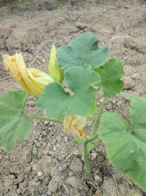 Name:  IMG_4148.jpg
Views: 579
Size:  50.6 KB