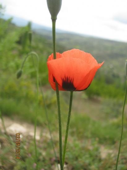 Name:  gelincik benzeri.jpg
Views: 870
Size:  20.2 KB