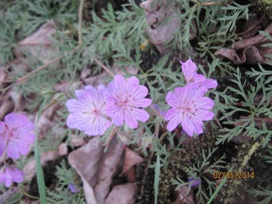 Name:  geranium.jpg
Views: 784
Size:  42.9 KB