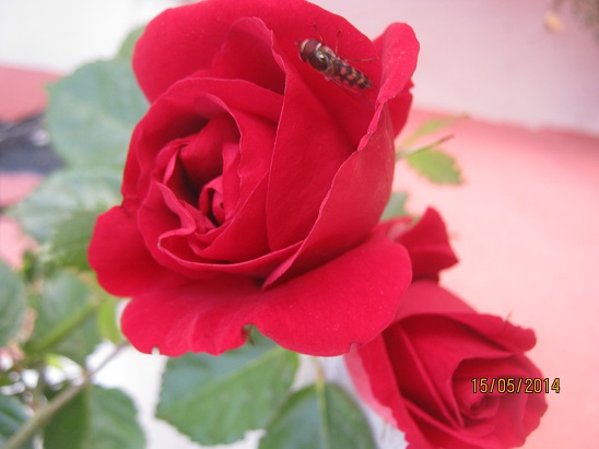 Name:  k. sarmak gl.jpg
Views: 1074
Size:  59.5 KB