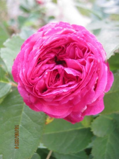 Name:  pembe gl.jpg
Views: 857
Size:  28.7 KB