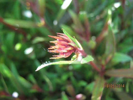 Name:  gaura t..jpg
Views: 1027
Size:  69.0 KB