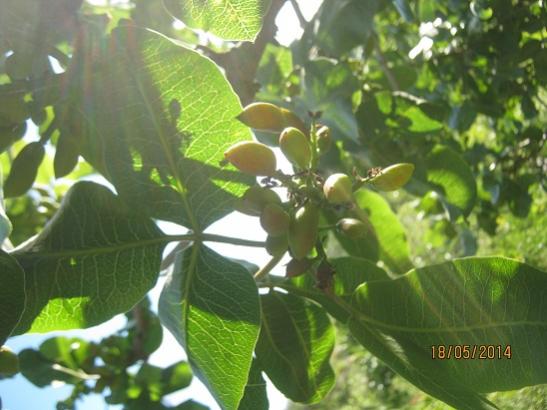 Name:  antep f..jpg
Views: 753
Size:  38.0 KB