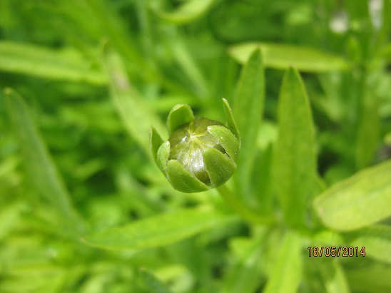 Name:  coreopsis g..jpg
Views: 1077
Size:  57.2 KB