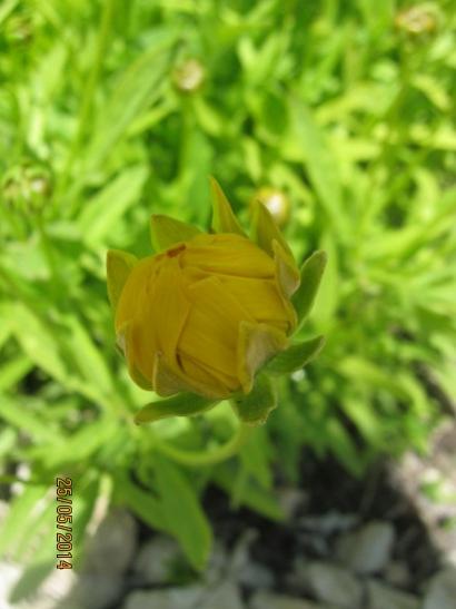 Name:  coreopsis g.1.jpg
Views: 975
Size:  26.7 KB
