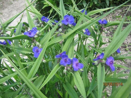 Name:  tradescantia a..jpg
Views: 994
Size:  51.4 KB