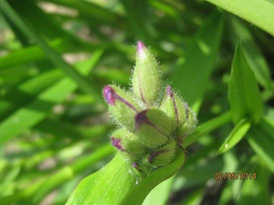 Name:  tradescantia andersoniana.jpg
Views: 956
Size:  25.9 KB