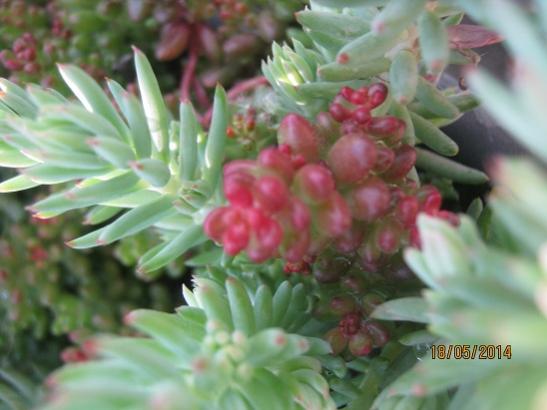 Name:  sedum.jpg
Views: 714
Size:  31.2 KB