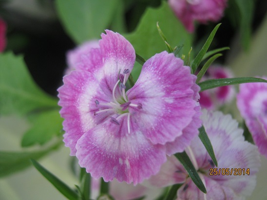 Name:  hsnyusuf2.jpg
Views: 1003
Size:  69.6 KB