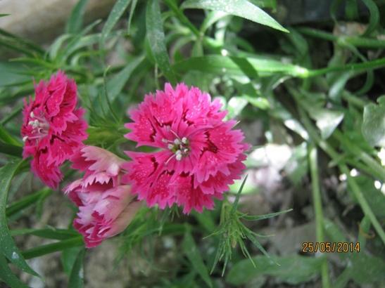 Name:  in k..jpg
Views: 924
Size:  35.8 KB