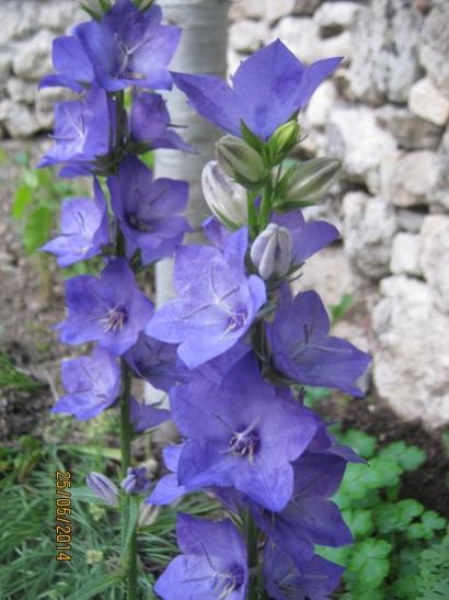 Name:  campanula.jpg
Views: 947
Size:  37.1 KB