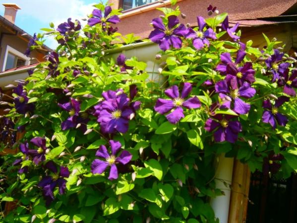 Name:  clematis.jpg
Views: 933
Size:  63.0 KB