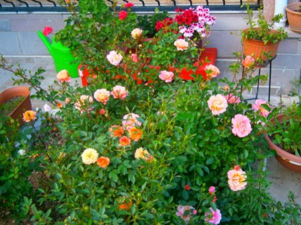 Name:  minyatrgl.jpg
Views: 890
Size:  62.3 KB