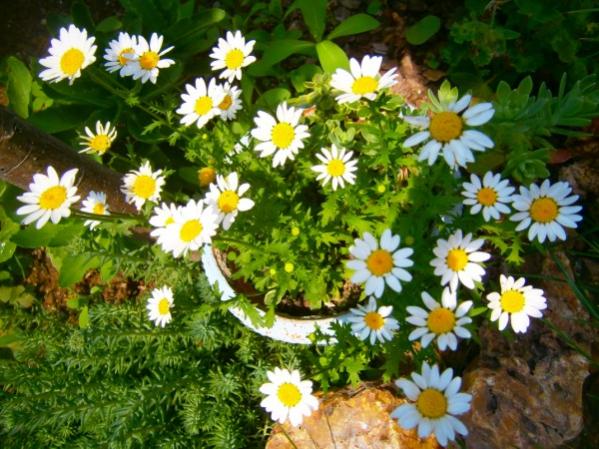 Name:  papatya.jpg
Views: 1275
Size:  62.1 KB