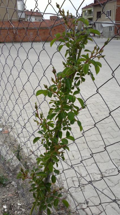 Name:  bahe 28,05 027.jpg
Views: 633
Size:  80.8 KB