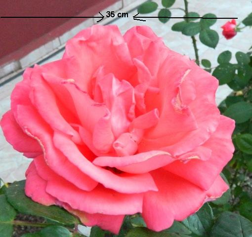 Name:  Resim 216.jpg
Views: 1355
Size:  47.8 KB